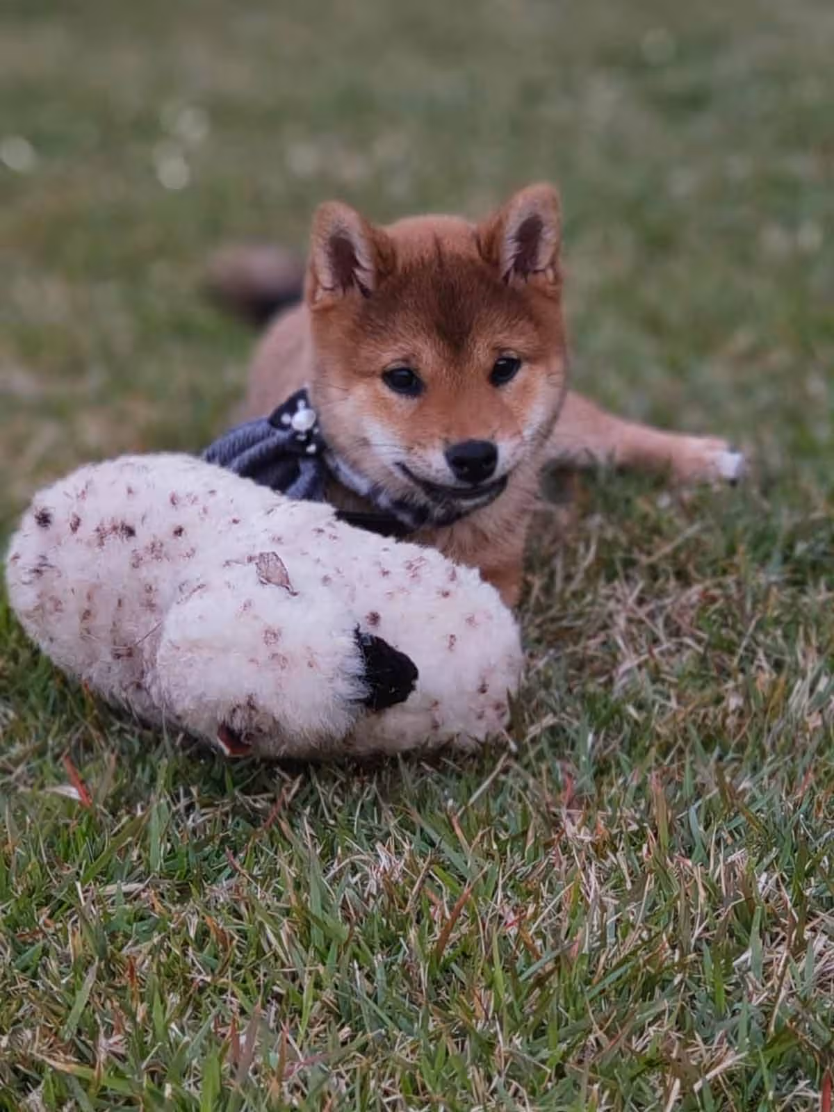 Shiba-filhote.avif