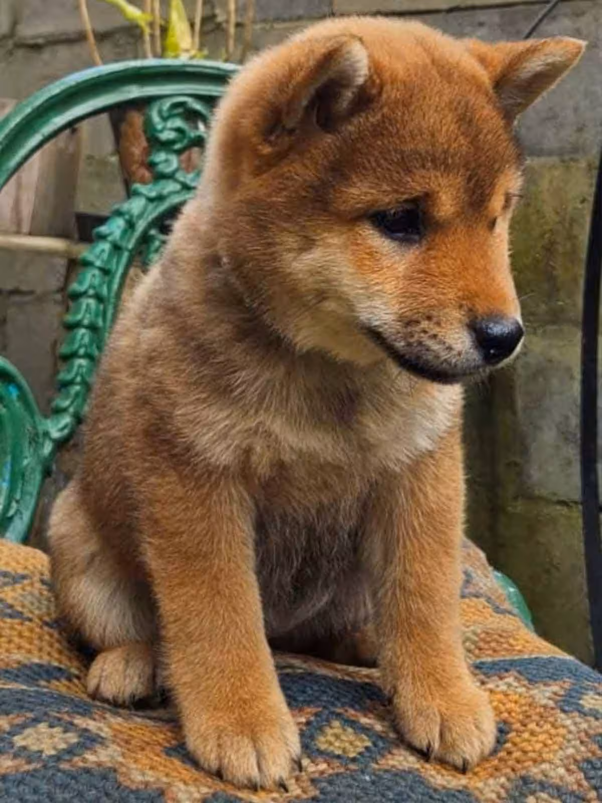 Shiba-filhote-2.avif