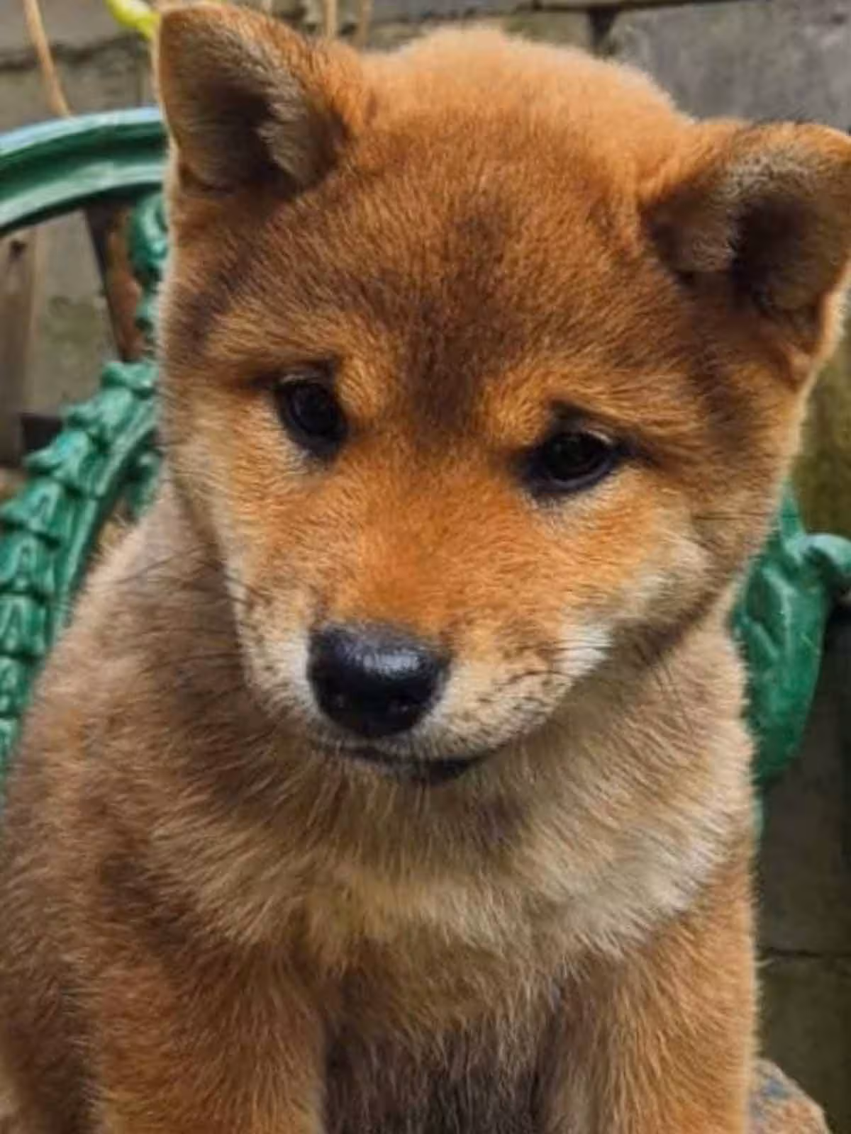 Shiba-filhote.avif