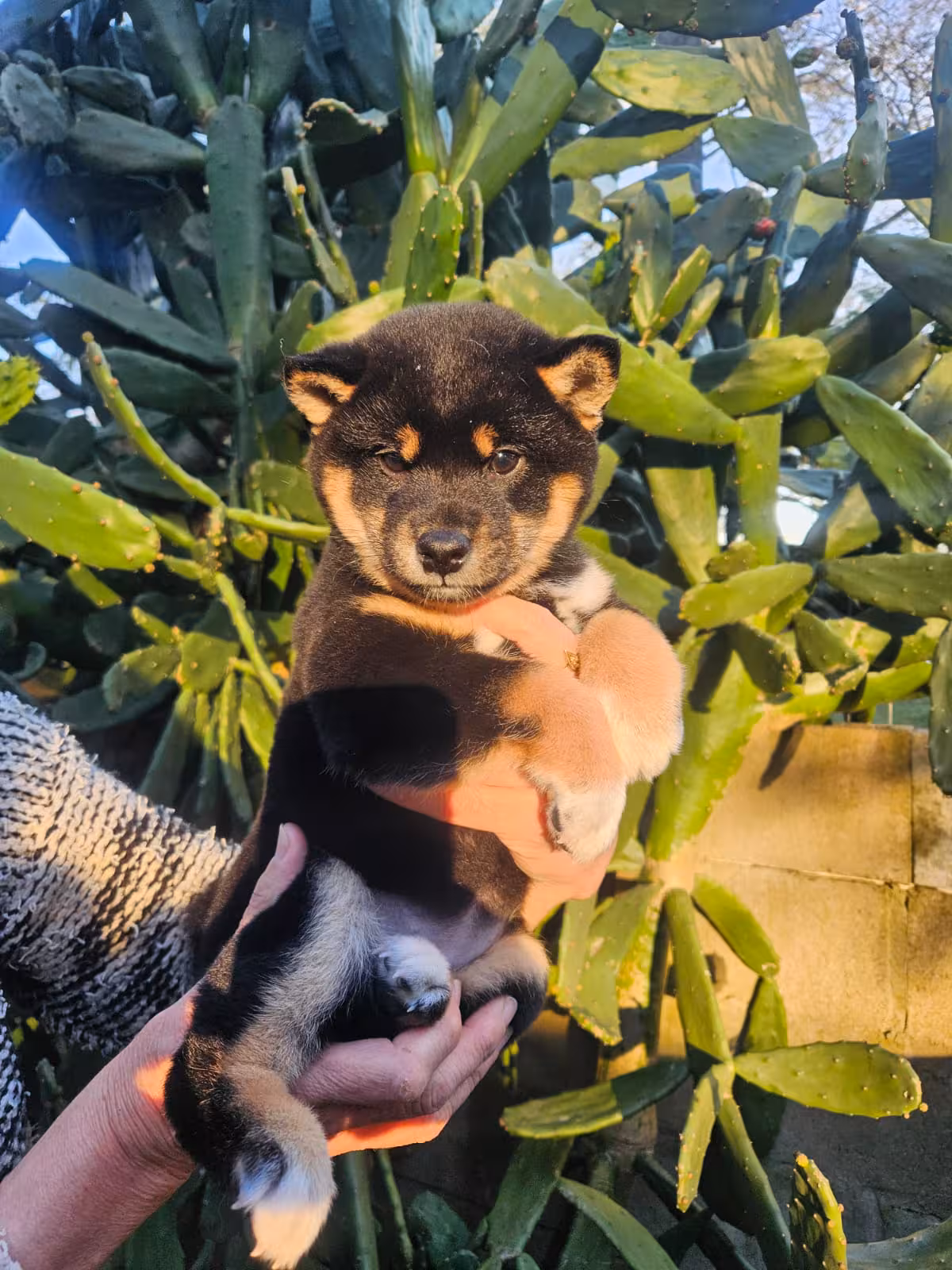 shiba-1.avif