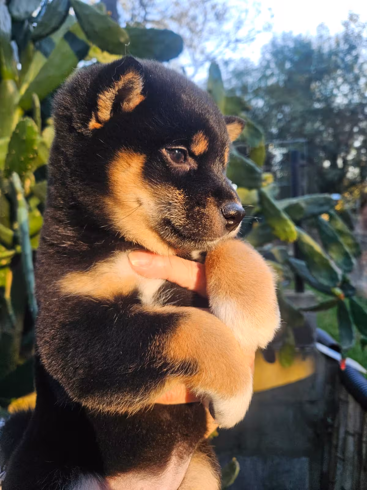 shiba-2.avif