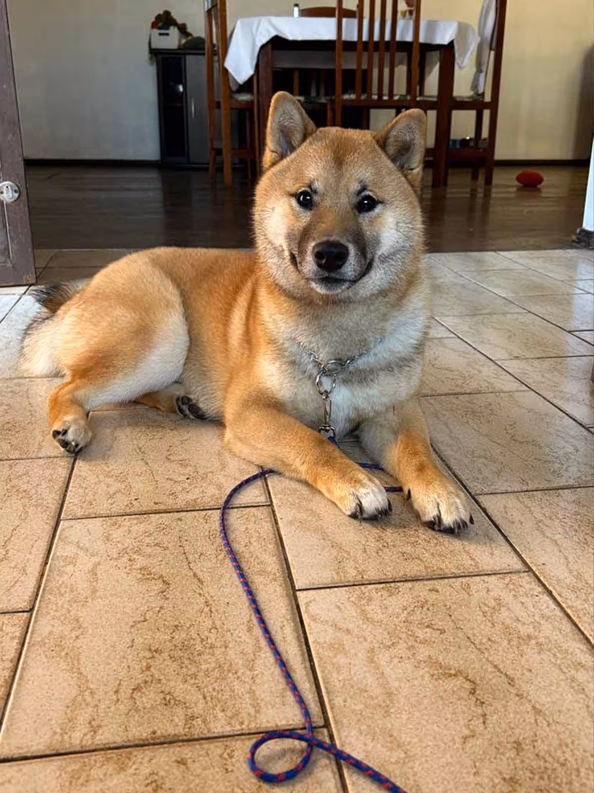 shiba-filhote-2.avif