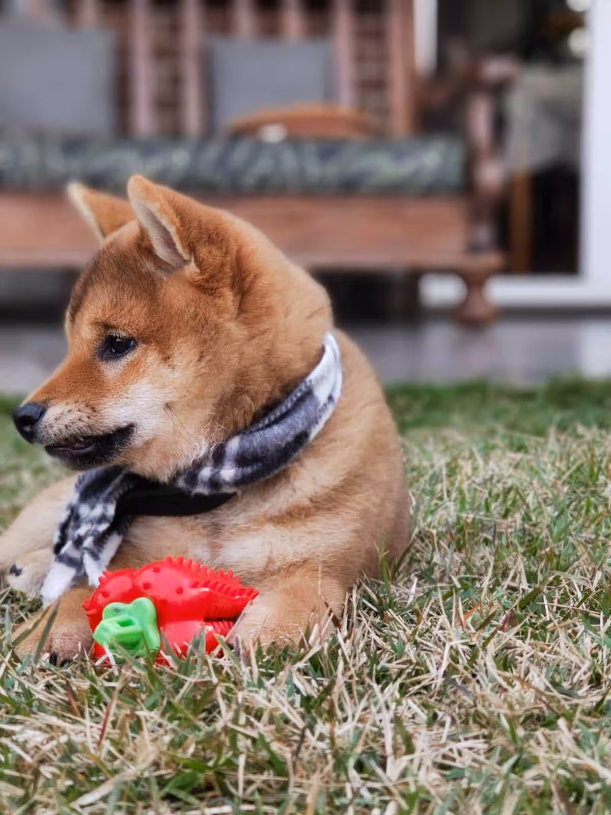 shiba-filhote-3.avif